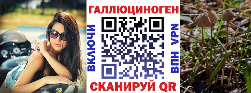 Галлюциногенные грибы Psilocybine cubensis  Шумиха 
